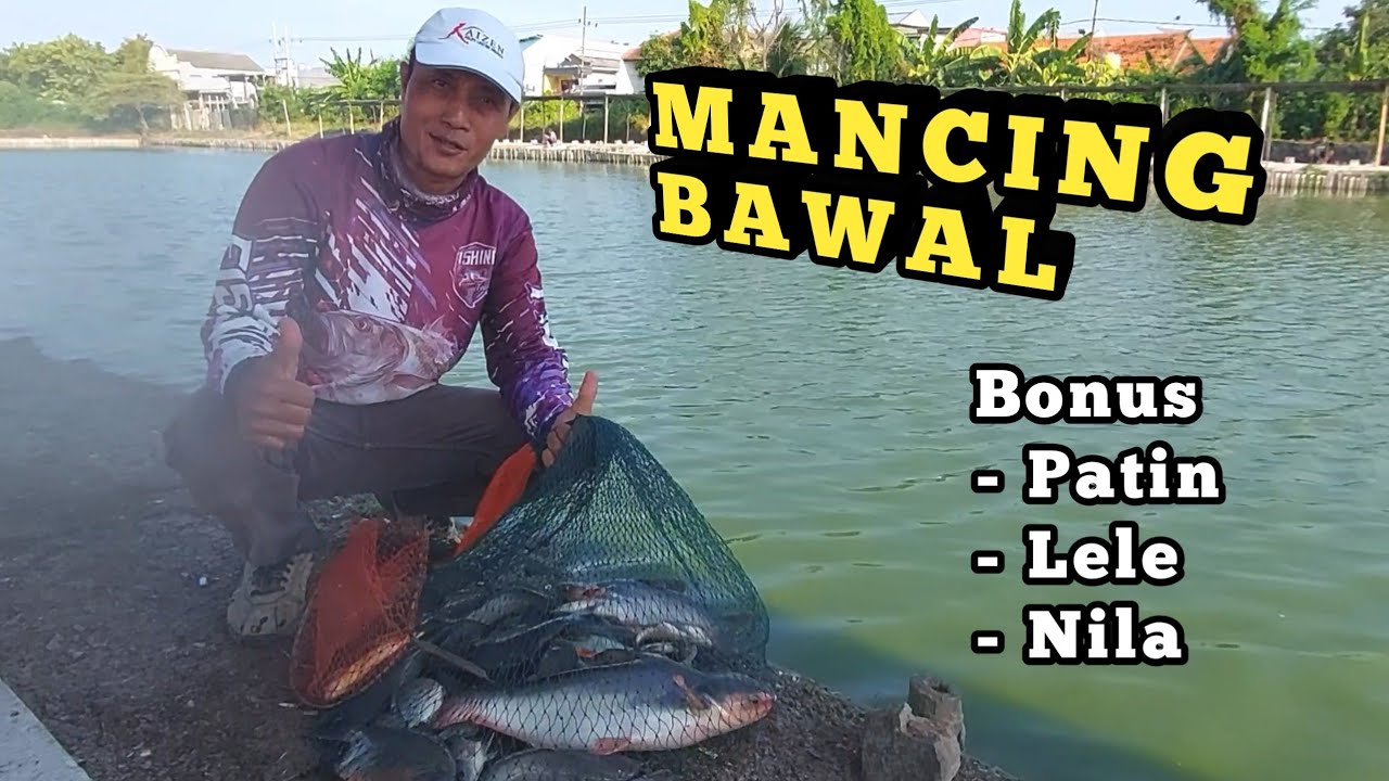 Mancing Bawal Bonus Patin - kolam pancing AL 52