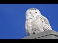 15th Time&#39;s a Charm for SNOWY OWL