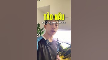Nguyên nhân và khắc phục tảo nâu trong hồ thuỷ sinh ở những tuần đầu tiên. #thuysinhcaylanha