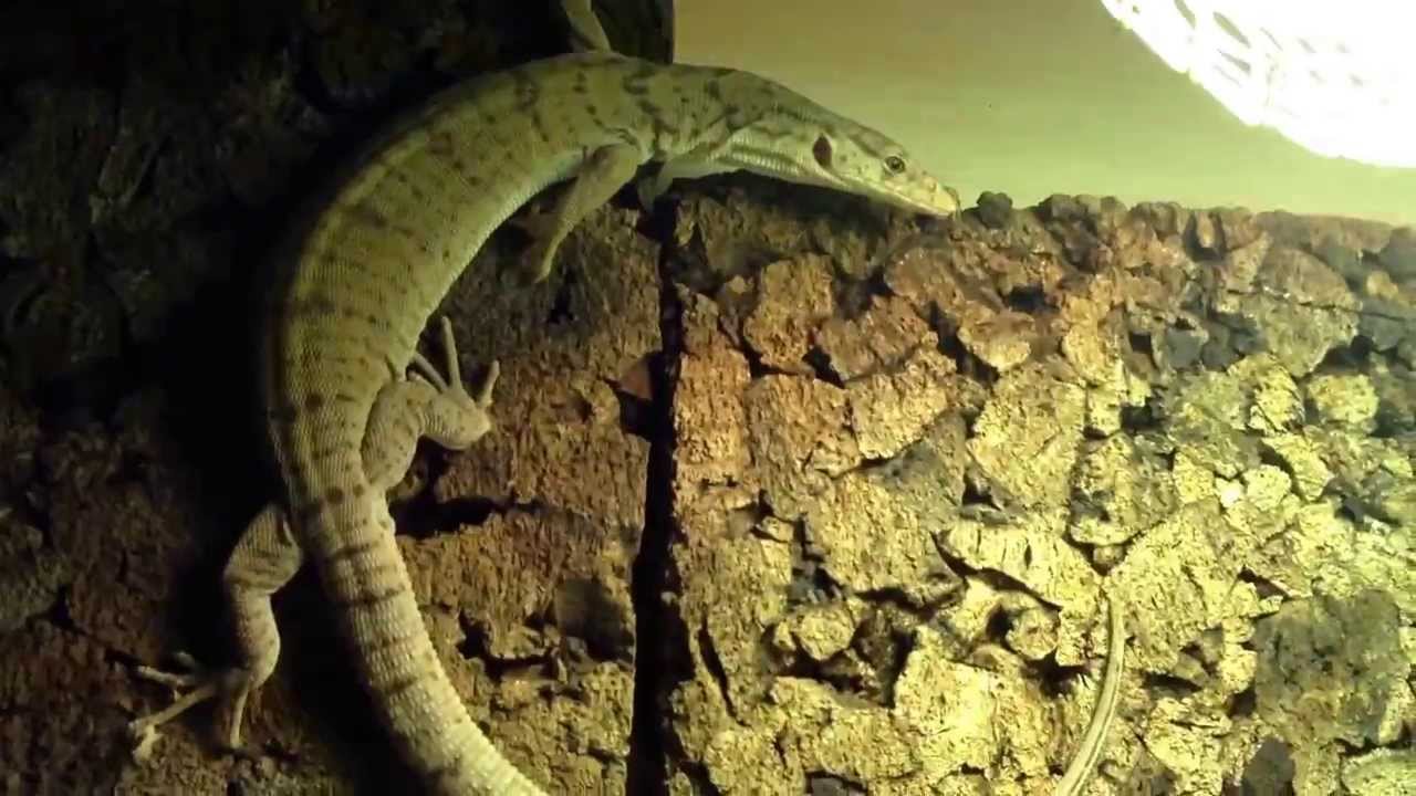 camera iphone 8 plus apk Varanus gilleni 5 months old possibly female