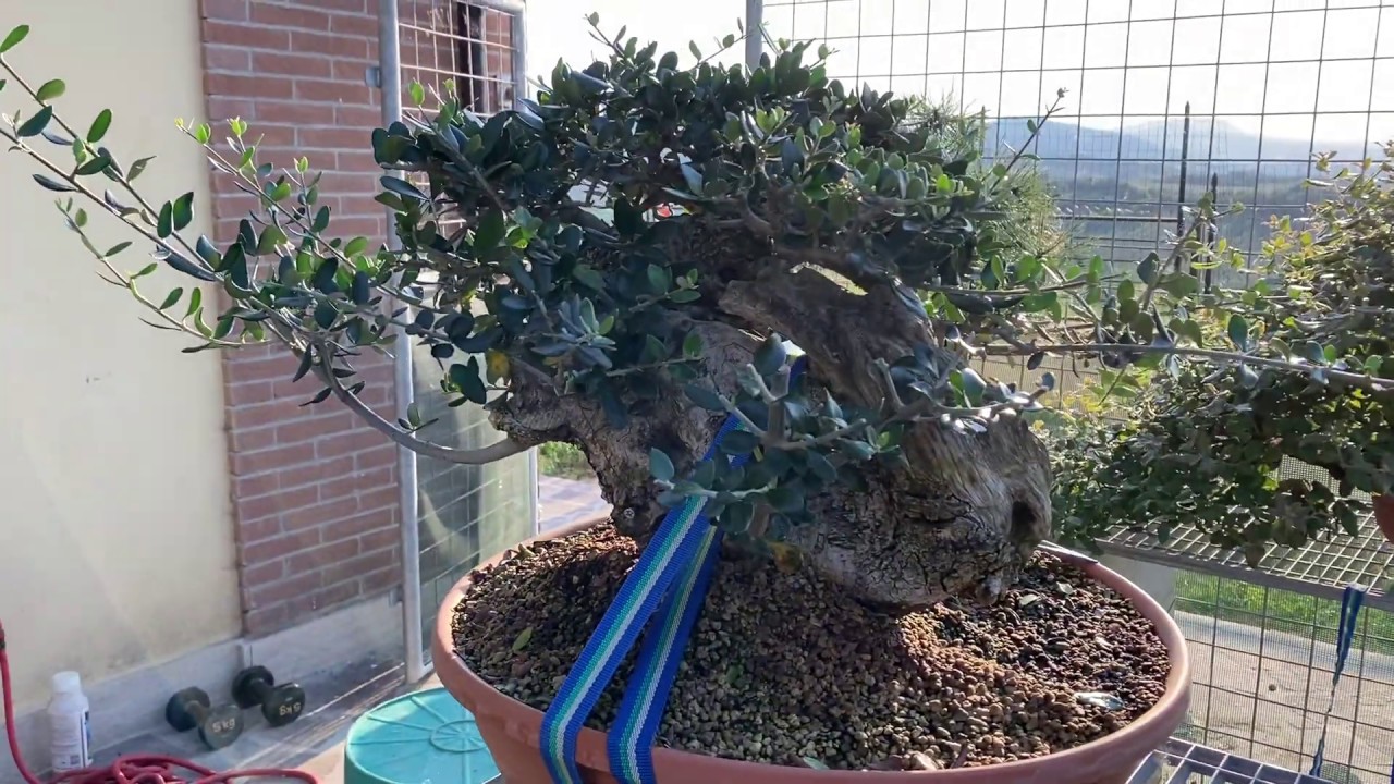 QUANDO RINVASARE UN BONSAI, RISULTATO MEKIRI PINO SILVESTRE YouTube