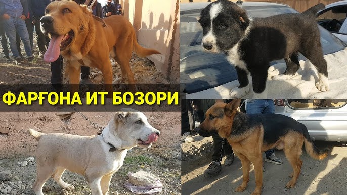 Oilaviy jinsiy aloqa albomi