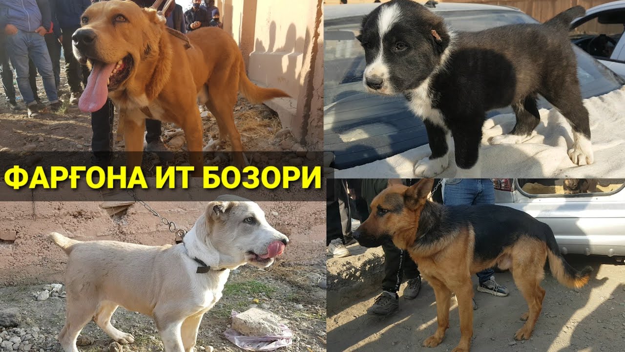 ФАРҒОНА ИТ БОЗОРИ | Ферганский собачий рынок