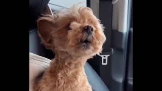 Please stay for 4secs @YouTube @snoopdogg @JuegaGerman @CareerVidz #dog #cute #share #sad #londoners