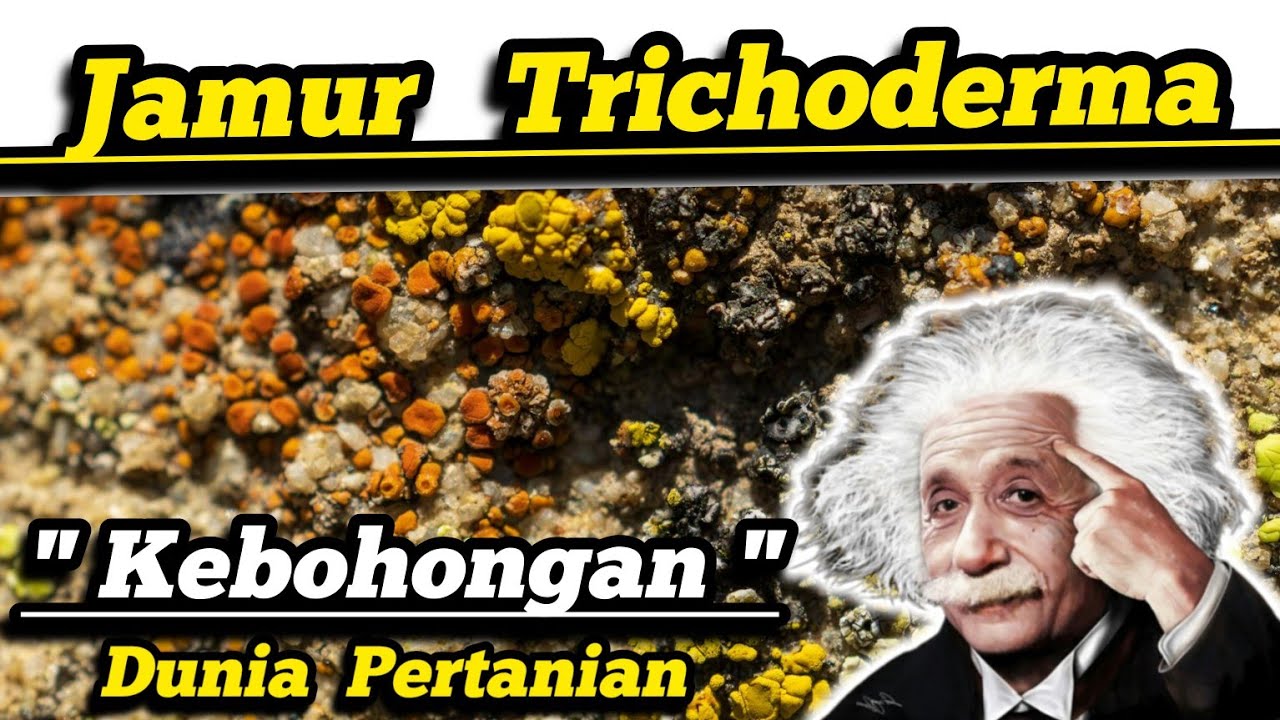 🔴 Buang Waktu 💥 Fungisida Hayati Jamur Trichoderma Untuk Mengatasi Layu Fusarium dan Phytopthora ⛔