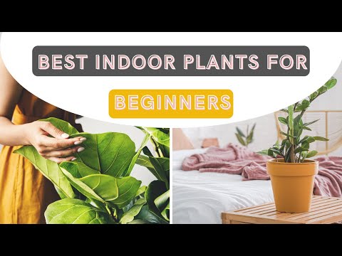 Best Indoor Plants For Beginners | Shades of Tatiana Online Magazine