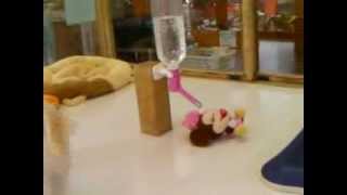 ミックス専門ペットショップA-ワン 20101013 チワプー女の子4