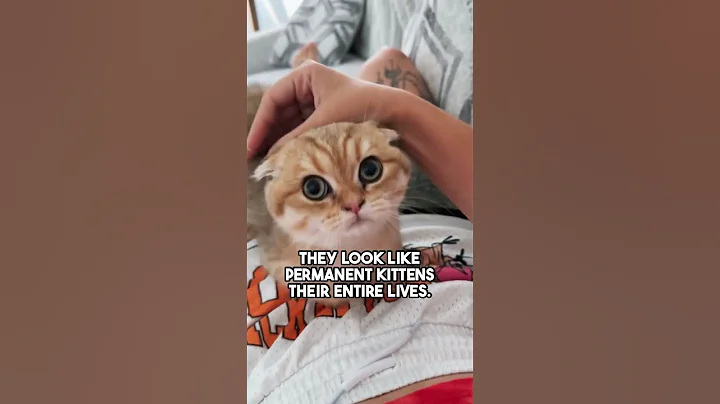 Video 11735281: munchkin cat, cat walk