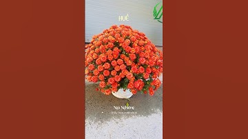 Chỉ cần bỏ ra 5tr bạn đã có thể trở thành đại lý hoa cúc mâm xôi bên chúng tôi#cucmamxoi #hoatet2025