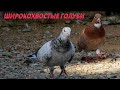Бакинские Широкохвостые голуби Перепелицина Сергея в Астрахани!