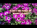 Planta Con Muchas Flores  | Cuidados De La Cineraria | Jardin | Flores De Colores