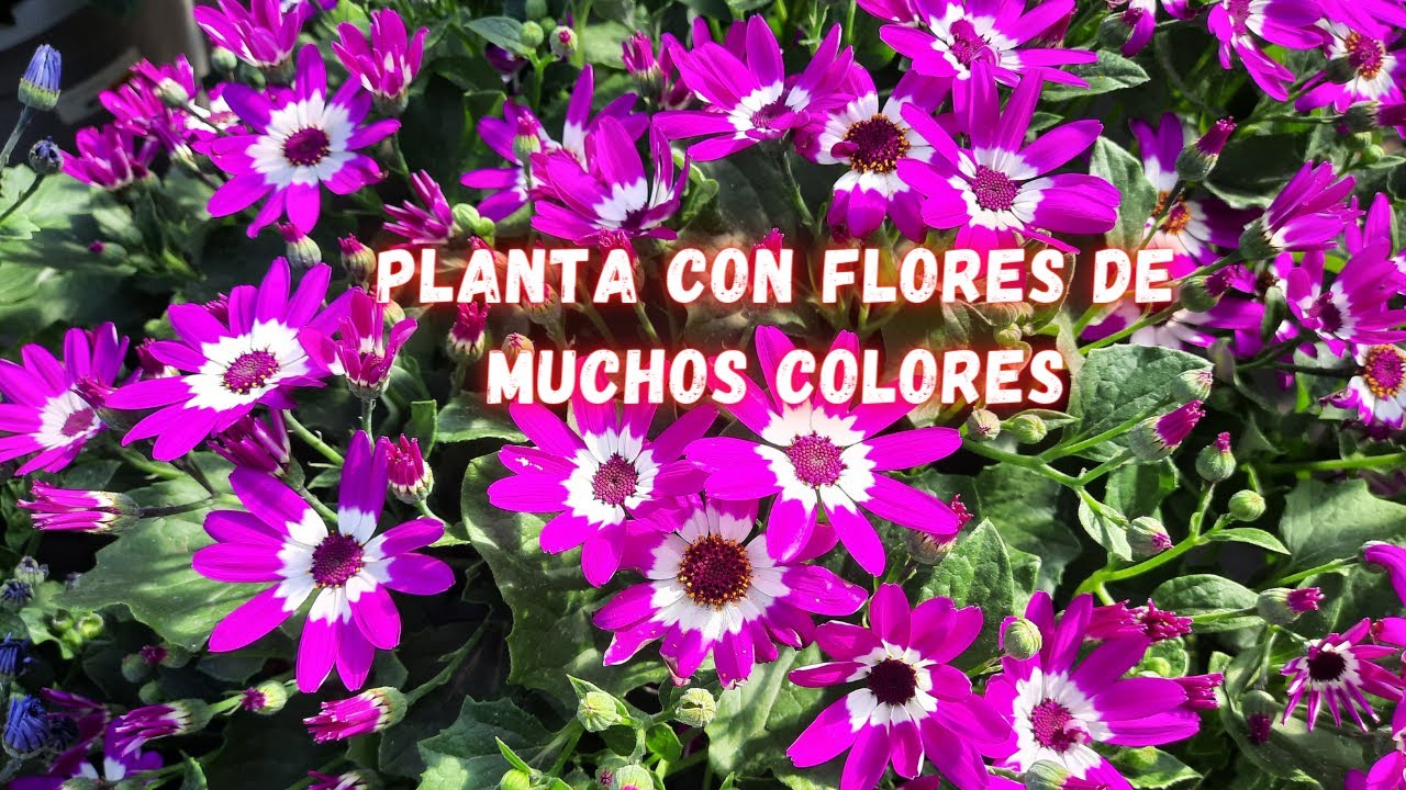 Planta Con Muchas Flores  | Cuidados De La Cineraria | Jardin | Flores De Colores