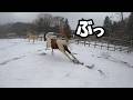 雪によろこぶ(?)馬たちの反応。