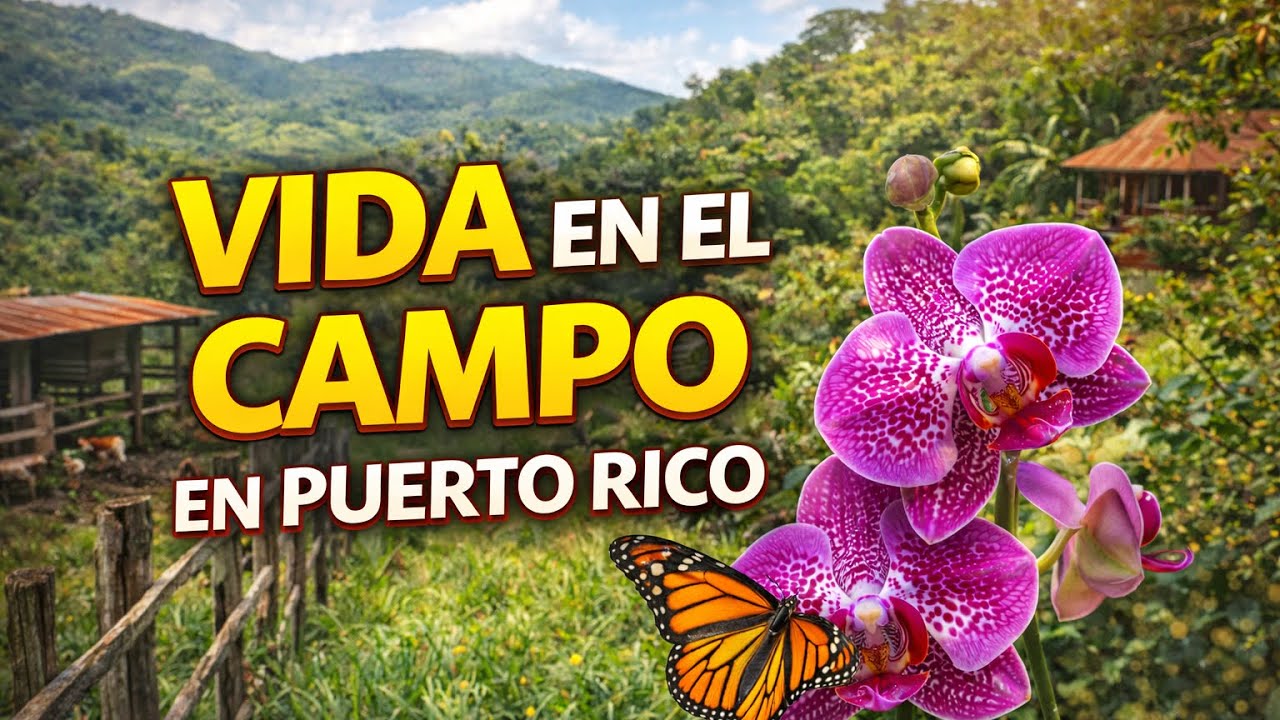 Así hago florecer, mis orquídea todo el año