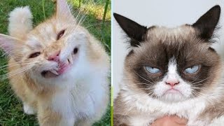 Funny Cat Video 2020 - Funniest Cats And Dogs 😹😹