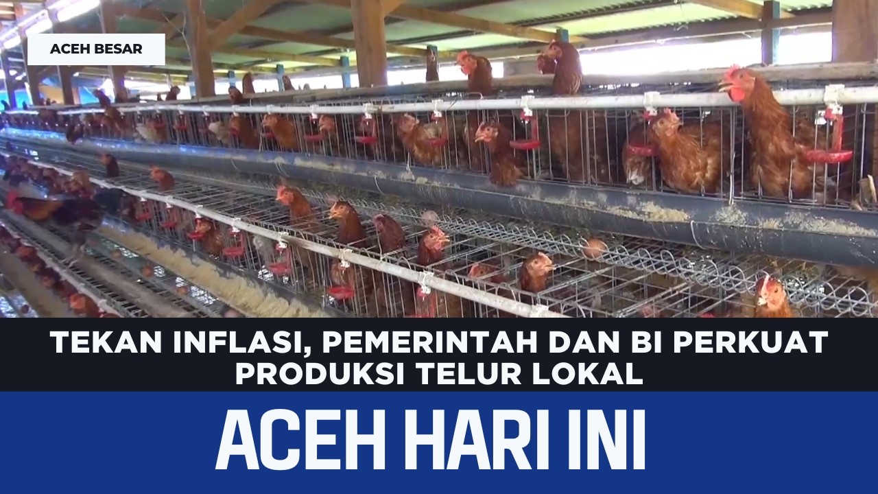 Tekan Inflasi, Pemerintah dan BI Perkuat Produksi Telur Lokal | Berita Aceh Hari Ini