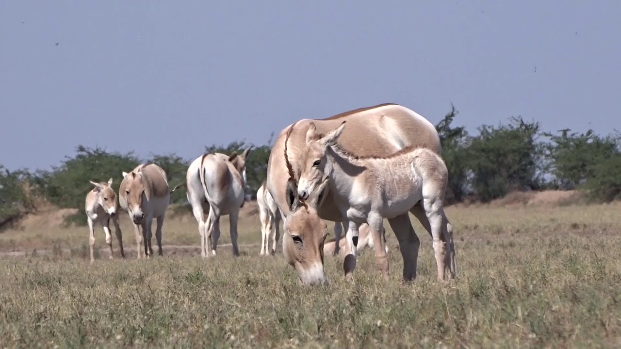 ROMANTIKHUR - amore e amicizia tra gli asini selvatici - sweet wild asses