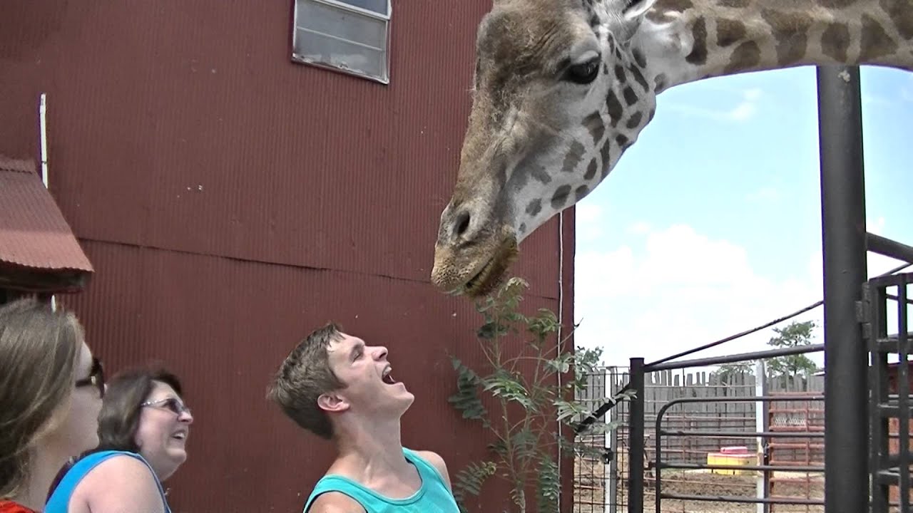 tennessee safari park tennessee safari park