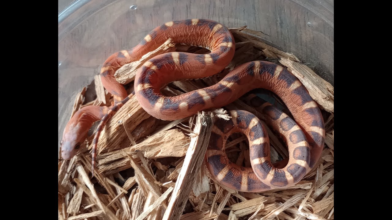Join Me As I Feed My Colubrid Snake Collection Photo Inspiration