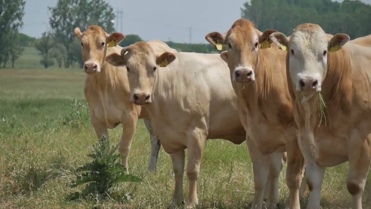 TÉLEN NYÁRON Blonde d'Aquitaine  / Gyulay Gyula, Varga Ferenc