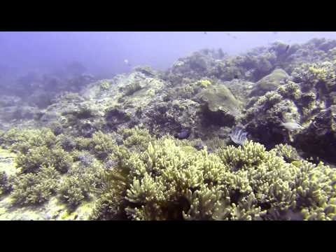 Tenggol Shipwreck + Tanjung Gemuk 1080p white balanced
