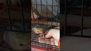 Hand Tame Cockatiel parrot | #handtamebirds #cute #cockatiel #tamedbirds
