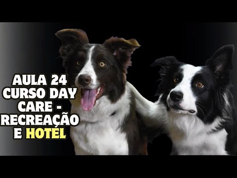 Aula 24 Curso Day Care - Recreação e Hotel| Glauco Lima Treinador