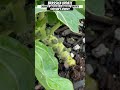 Cabbage, Broccoli &amp; Brassica Update | Urban Garden | Zone 8A || Steffanie’s Journey