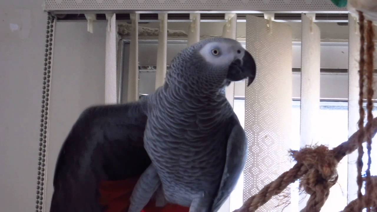 African grey parrot dancing YouTube