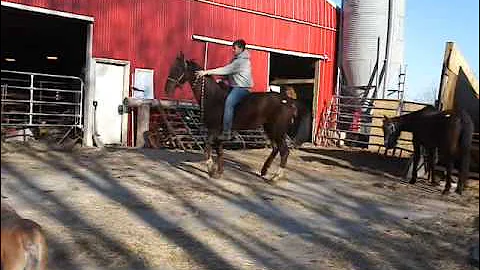 3-29-30BOHorses 305.MP4