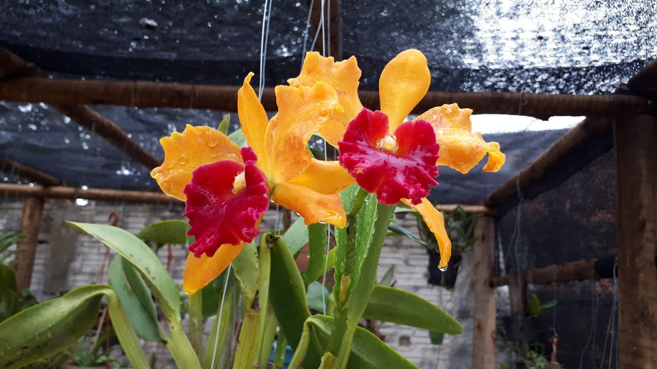 ORQUÍDEA MUITO PERFUMADA E COR VIBRANTE #Cattleya #DENPHAL FLORINDO + chuva  no orquídario - thptnganamst.edu.vn
