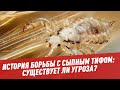 История борьбы с сыпным тифом: существует ли угроза? - Медицинское знание