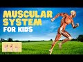 Muscle Function and Anatomy
