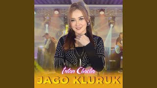 Download Lagu Jago Kluruk Download Lagu Jago Kluruk