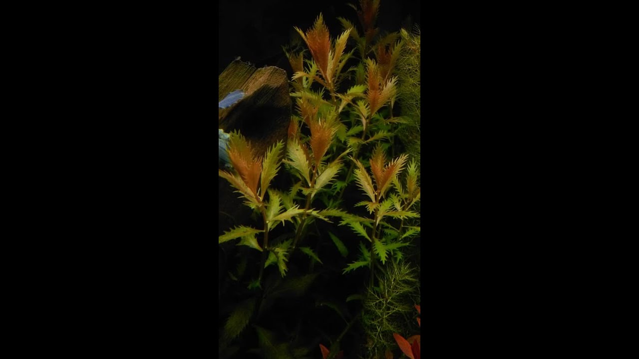 proserpinaca palustris aquarium plant