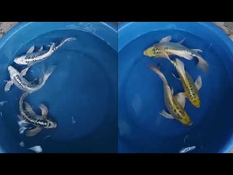 Video Cá Chép Phụng (Cá Chép Vẩy Rồng) Và Cá Koi Bướm... - youtube