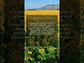 Sowing Peace, Reaping Righteousness