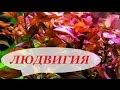 Людвигия в аквариуме, ползучая, рубин, болотная, содержание, как сажать. Аквариумные растения