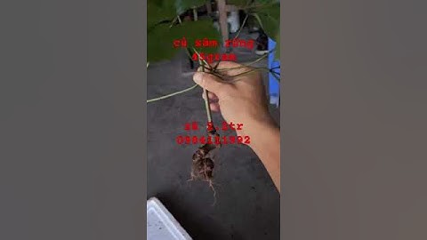 Xuống núi củ sâm rừng tự nhiên Nặng 45gram8 mắt sâm Chuẩn 5 lá đẹp Giá yêu thương#sâm_lai_châu_rừng