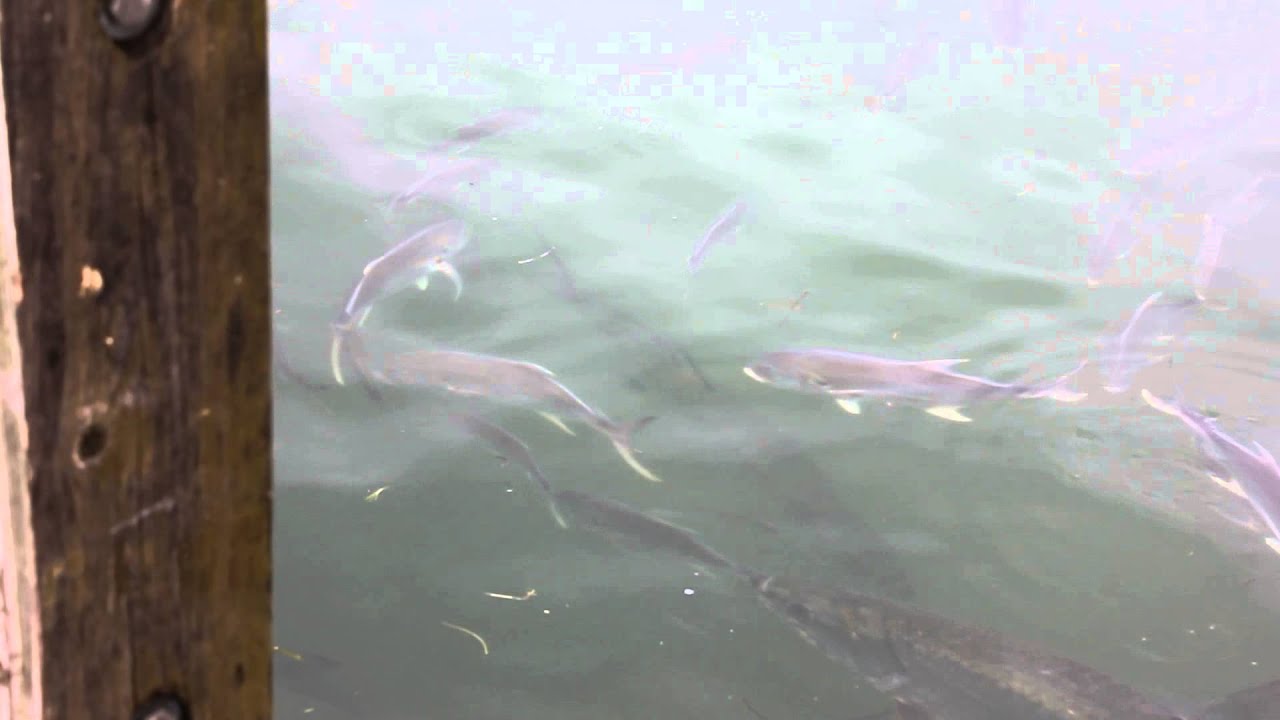 Tarpon Feeding in Key West 2 YouTube