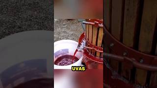 Asi es el proceso de producción del vino 🍷 #shorts