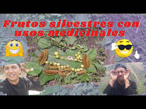 Vídeo: Plantando Safras De Frutas Silvestres. Parte 1