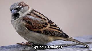 Spurv: Persienne