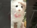 夢猫プレミアム