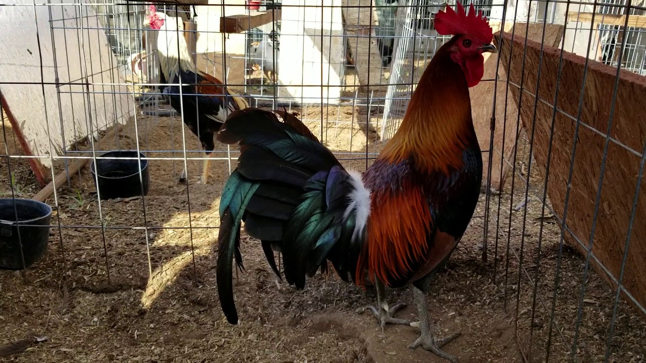 psycho hatch straight comb green leg gamefowl YouTube