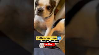 What it’s like living with  BOSTON TERRIER dog NO PRIVACY !! TOO FUNNY CUTE #shorts #funny #dog