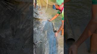 চোমের ভিতর মাছ আর মাছ #fishing #fish #farmer #foryou