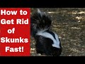 Kick the Stink Out: How to Get Rid of Skunks Fast!