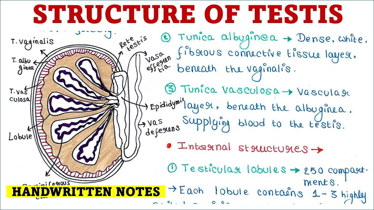 Строение яичка