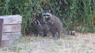 Raccoon mother and youngster